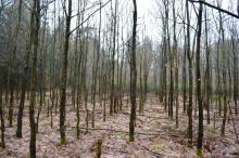 Zagrożenia w lesie