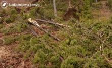 Ogromne straty w drzewostanach po wichurze