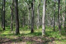 KONSULTACJE SPOŁECZNE W SPRAWIE OBSZARÓW HCV ORAZ POWIERZCHNI REFERENCYJNYCH REF