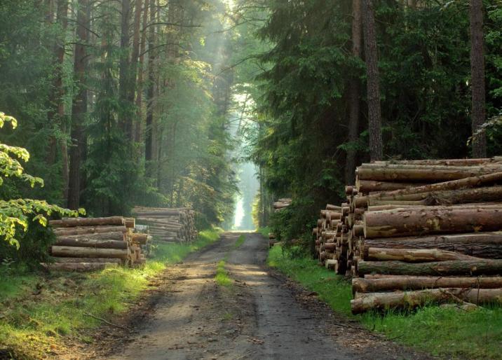 Drewno w stosach. [fot. Jarosław Ramucki]