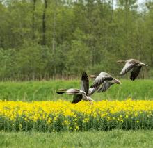 Dzierżawa gruntów rolnych